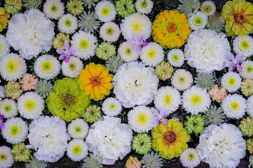 花手水③ 花手水,花,緑の写真素材