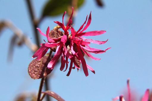 アカバナトキワマンサク　クローズアップ アカバナトキワマンサク,花木,美しいの写真素材