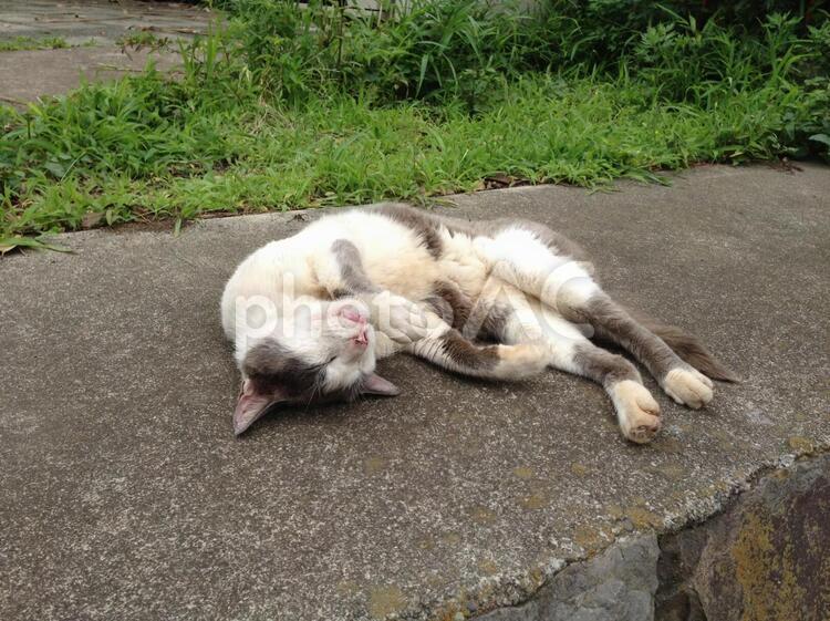 お昼寝中の野良ネコ（1） 猫,ねこ,野良猫の写真素材
