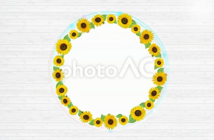 夏の花ヒマワリの丸フレーム　木目背景 向日葵,ヒマワリ,夏の写真素材