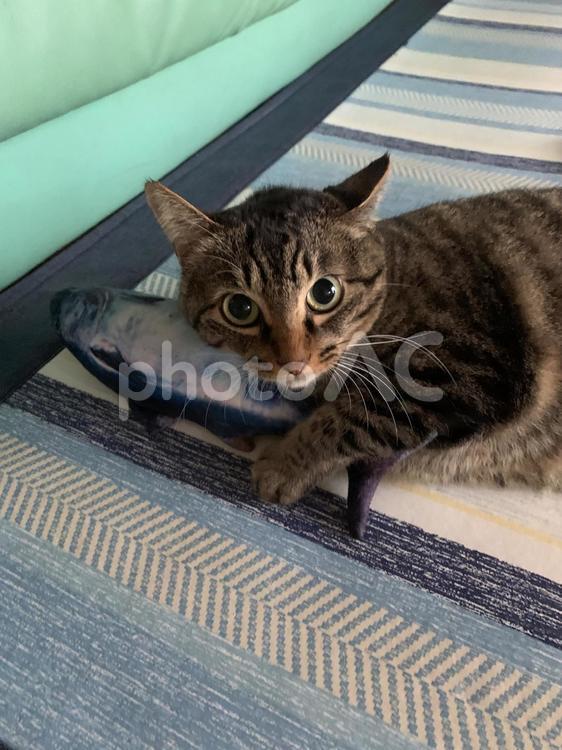 これはママのよ ネコ,親猫,キジトラの写真素材