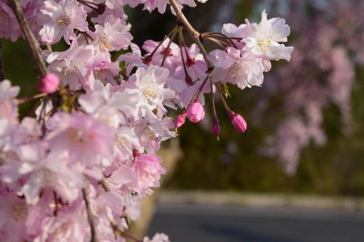 Photo, cherry blossoms, sakura, cherryblossom, 