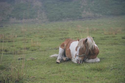 阿蘇草千里の馬の写真