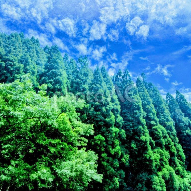 青空と新緑の木々たち 自然,針葉樹林,樹木の写真素材
