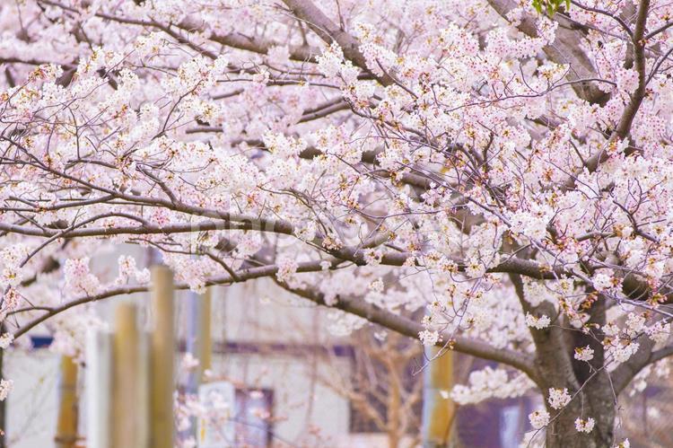 桜満開ピンクの世界 サクラ,桜,春の写真素材