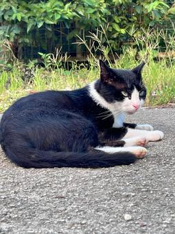 ねこ のらねこ ねこ のらねこの写真