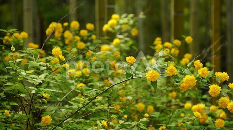 菜の花と竹林 菜の花,竹林,花の写真素材