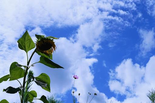 Image of a hot summer, JPG