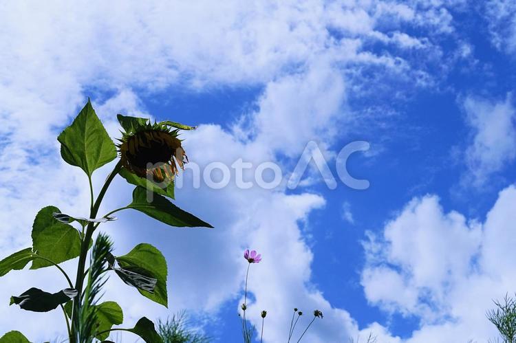 猛暑の夏のイメージ 夏,ひまわり,花の写真素材