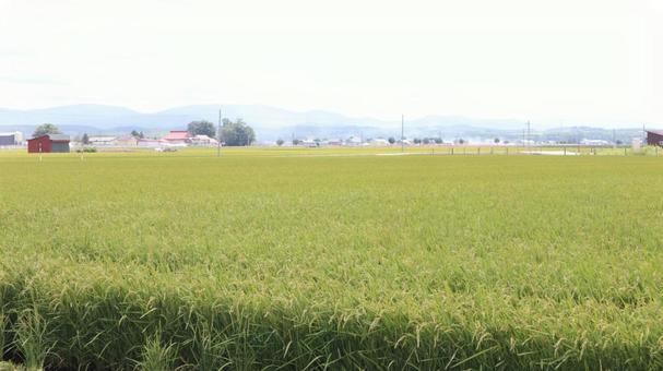 稲２ 稲,米,稲作の写真素材