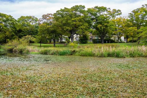 天沼公園の風景⒂ 天沼公園の風景⒂の写真