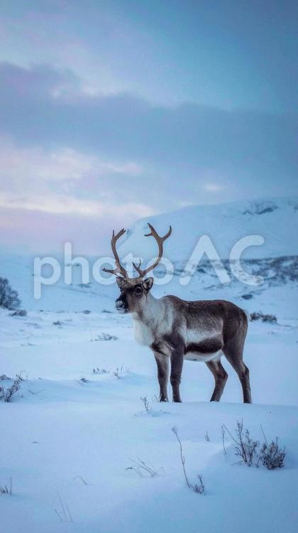 雪の中のトナカイ　クリスマス　動物 雪,トナカイ,クリスマスの写真素材