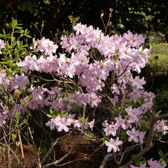 Azalea Kurofune Azalea Flowers, JPG Azalea Kurofune Azalea Flowers, JPG