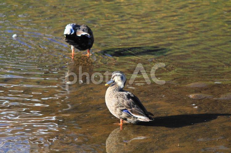 川の中に立つカモの景色　１ 川,カモ,鴨の写真素材