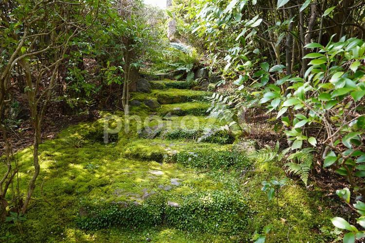 京都　日本庭園の石段 庭,庭園,日本庭園の写真素材