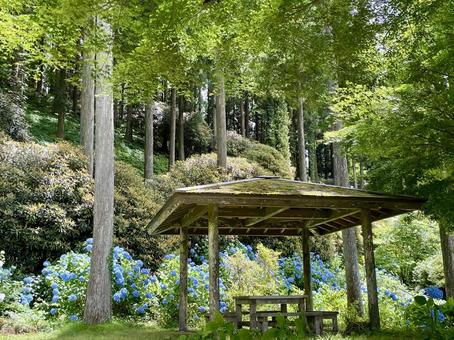 Photo, hydrangea, blue, pavilion, 