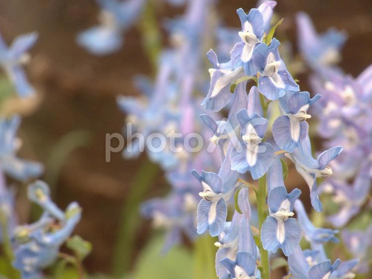 エゾエンゴサク３ エゾエンゴサク,春の花,青い花の写真素材