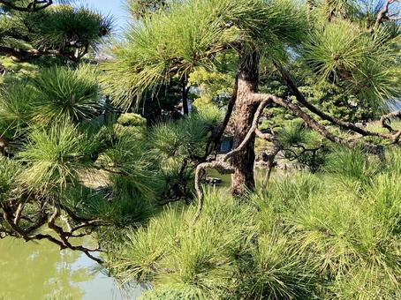 松 松,松の木,針葉の写真素材