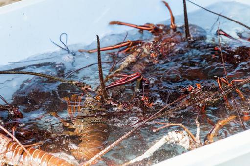 水揚げされた鮮魚8(田原市) 水揚げされた鮮魚8(田原市)の写真