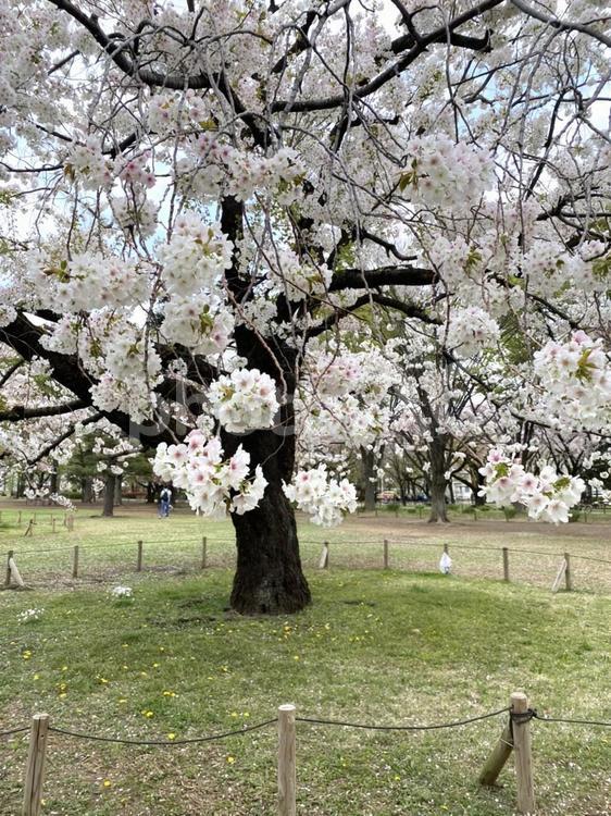 近所の公園に咲く桜 桜,公園,さくらの写真素材