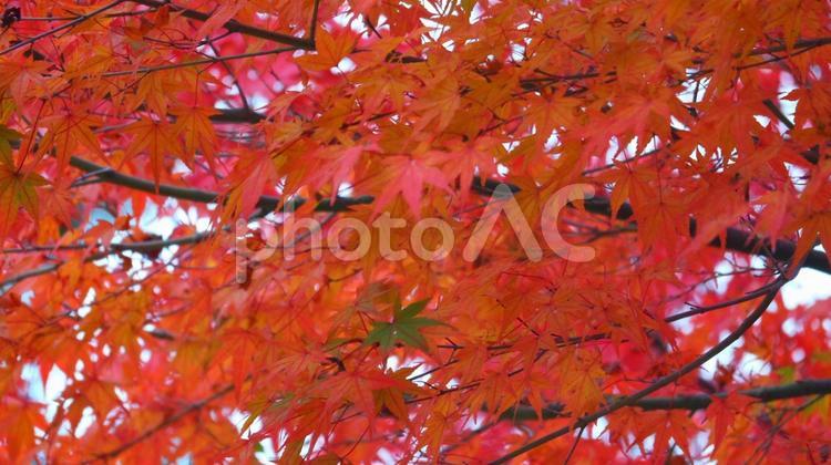 秋の記憶 秋,紅葉,晩秋の写真素材