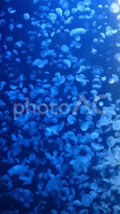 水族館　クラゲの水槽 クラゲ,海月,くらげの写真素材