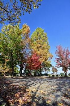 南砺市園芸植物園フローラルパーク 紅葉,もみじ,モミジの写真素材