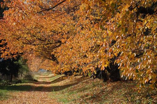Photo, autumn, autumn leaves, a row of trees, 