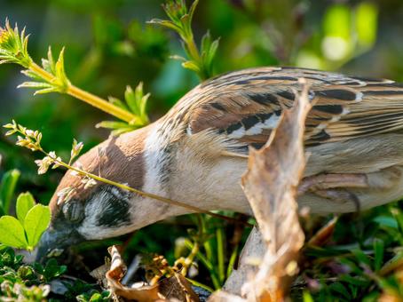 地面を歩くスズメ 地面を歩くスズメ スズメ,雀,鳥の写真素材