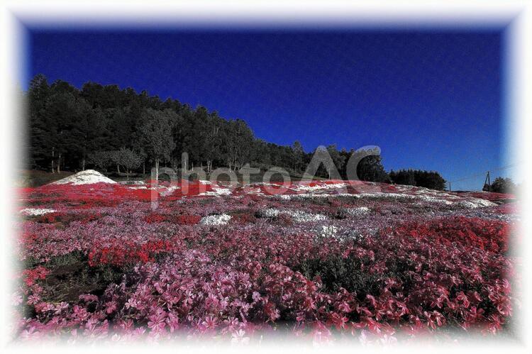 ニセコの美しい芝桜 芝桜,花,蝦夷富士の写真素材