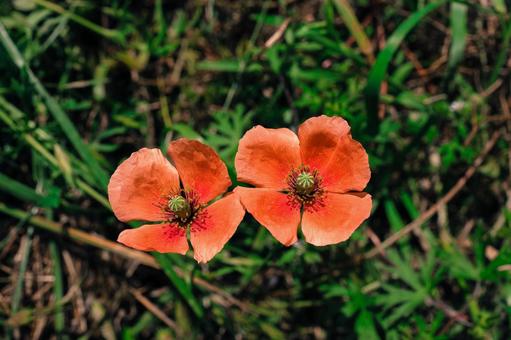 なかよく並んで咲くナガミヒナゲシの花 ナガミヒナゲシ,花,植物の写真素材