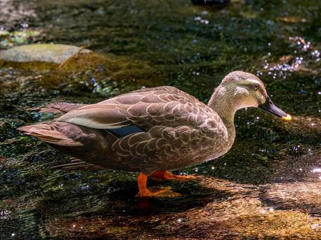 水辺のカルガモ 水辺のカルガモ カモ,カルガモ,鴨の写真素材