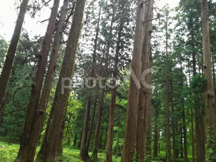 杉林の景観 杉,杉林,森林の写真素材
