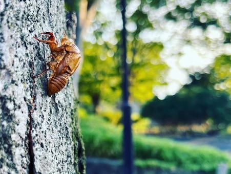 蝉の抜け殻 蝉,木,虫の写真素材