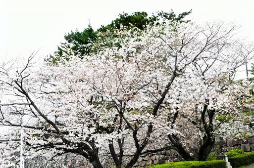さくら さくらの写真