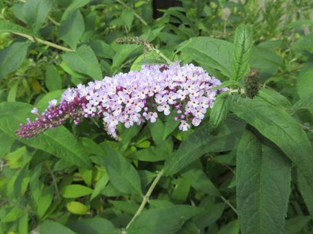 Photo, summer lilac, boodlea, butterfly bush, 