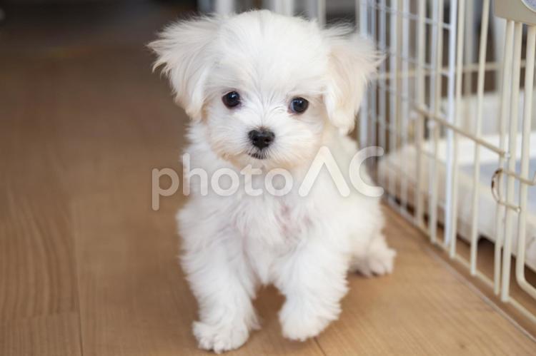 わざと目をそらすマルチーズ パピー,puppy,こいぬの写真素材