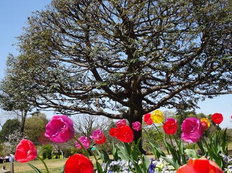 Andersen Park in April-71, JPG