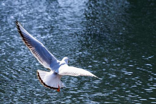 Seagulls flapping their wings, JPG Seagulls flapping their wings, JPG