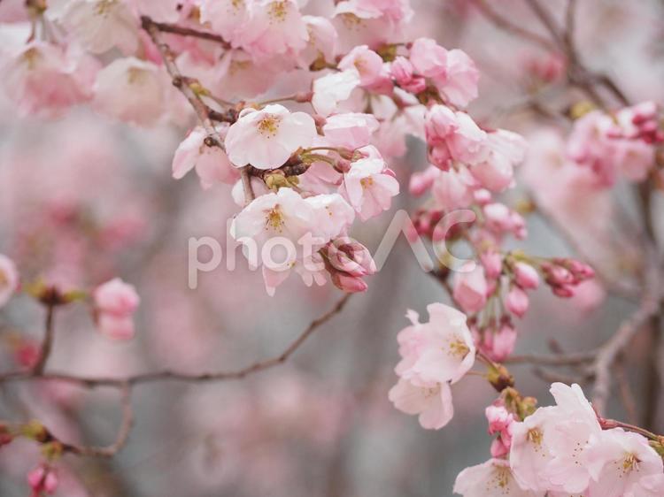 雨の中のさくらの花 さくら,桜,サクラの写真素材