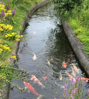 小川の鯉 小川の鯉の写真
