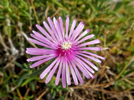 【花の写真】マツバギク(松葉菊) 【花の写真】マツバギク(松葉菊) マツバギク,松葉菊,植物の写真素材