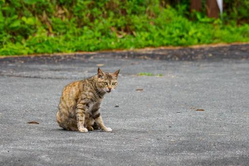 猫(119) 猫(119)の写真