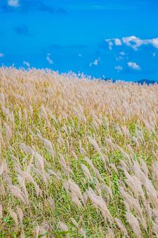 四国地方　四国カルスト台地の風景 カルスト台地,四国,四国地方の写真素材