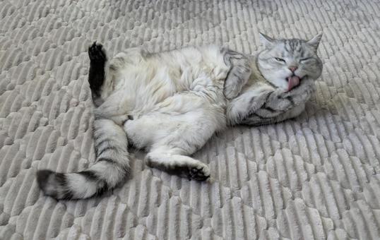 ラグの上でへそ天しながら毛繕いする猫2 ラグの上でへそ天しながら毛繕いする猫2の写真