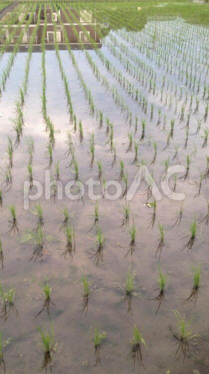 田んぼ　水田 rice,バックグランド,フィールドの写真素材