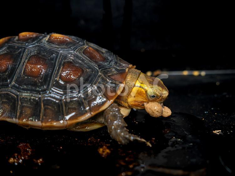 餌を食べるセマルハコガメ セマルハコガメ,ハコガメ,カメの写真素材