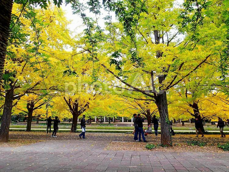 イチョウ並木 イチョウ,銀杏,紅葉の写真素材