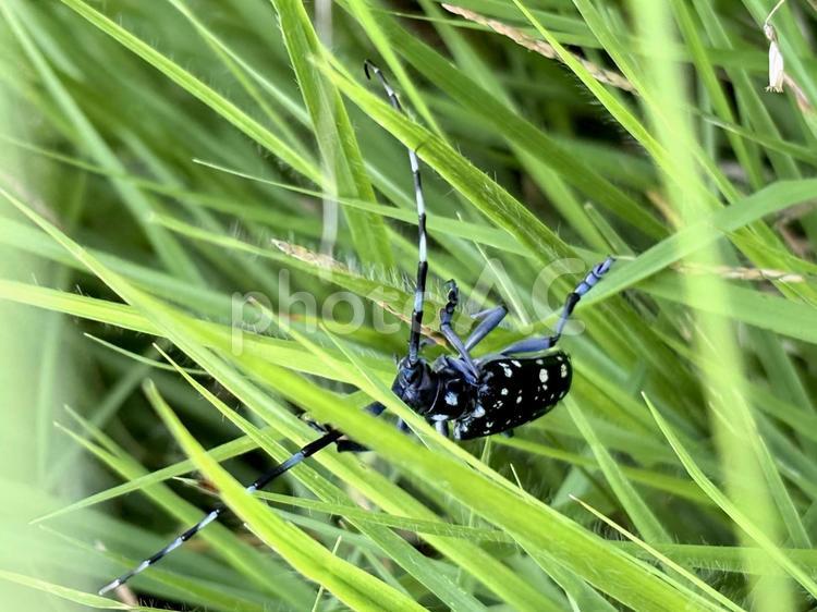 ゴマダラカマキリ 01 ゴマダラカミキリ,胡麻斑髪切,在来種の写真素材