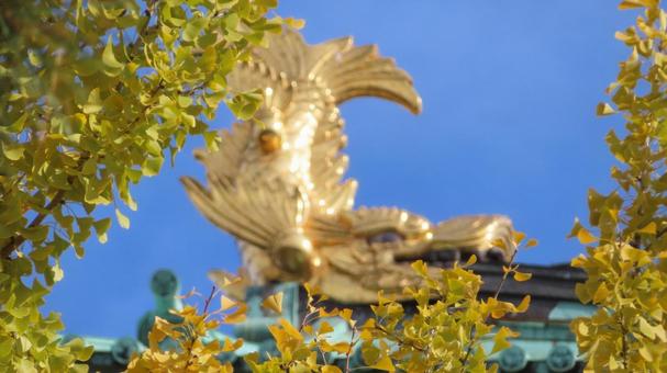 名古屋城　銀杏の黄葉と金のシャチホコ 名古屋城,尾張徳川家,御三家の写真素材